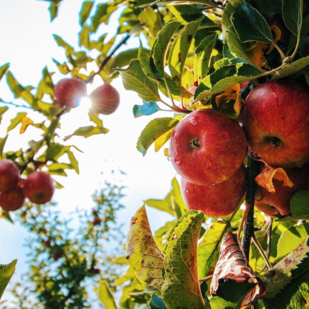 Tips voor tuinonderhoud in de zomer